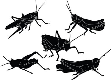 Grasshoppers collection clipart