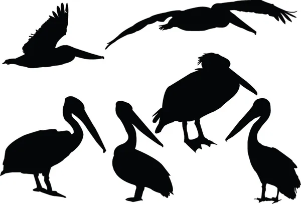 Kolekcja pelikany — Wektor stockowy