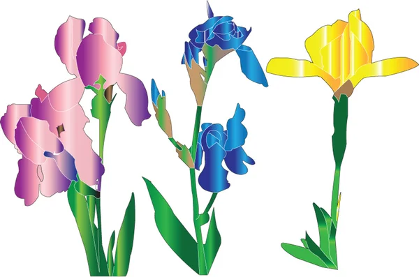 stock vector Iris collection silhouettes