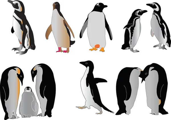 Coleção de pinguins — Vetor de Stock