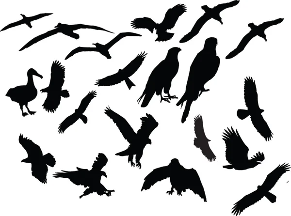Silhouette collezione uccelli — Vettoriale Stock