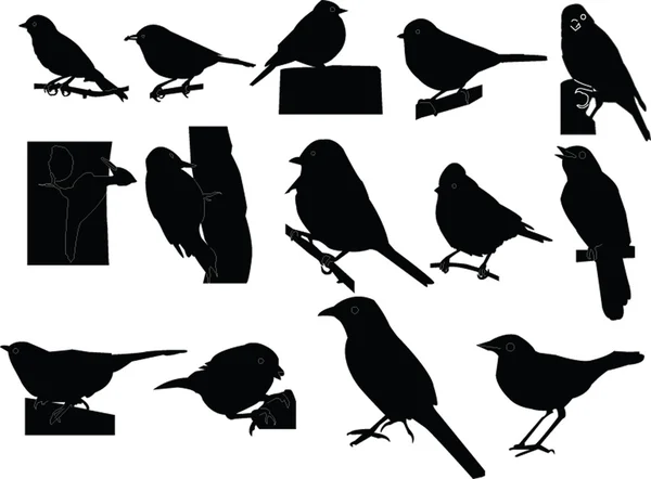 Dicky fåglar samling — Stock vektor