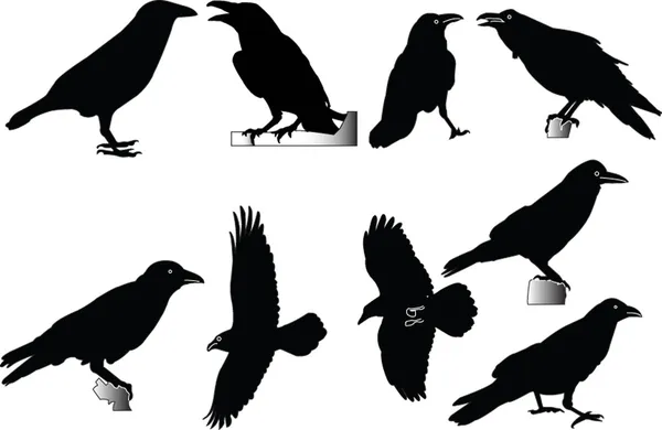 Raven collection — Stock Vector