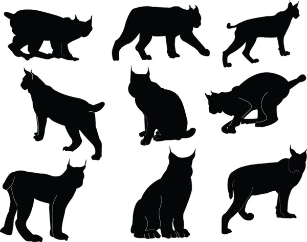 Lynx ilustrace kolekce — Stockový vektor