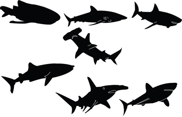 Colecção de tubarões — Vetor de Stock