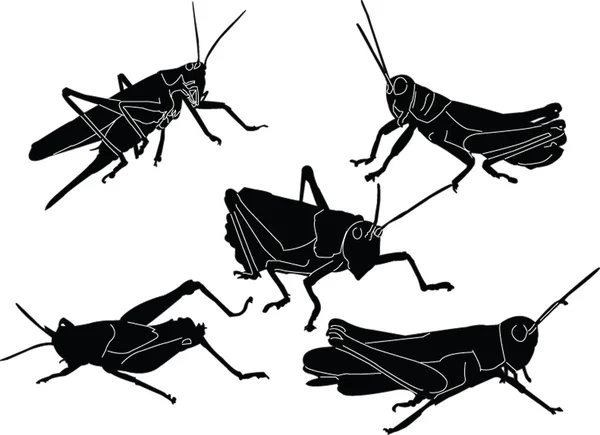 Indsamling af græshopper – Stock-vektor