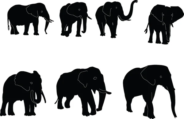Elephant collection — Stock Vector