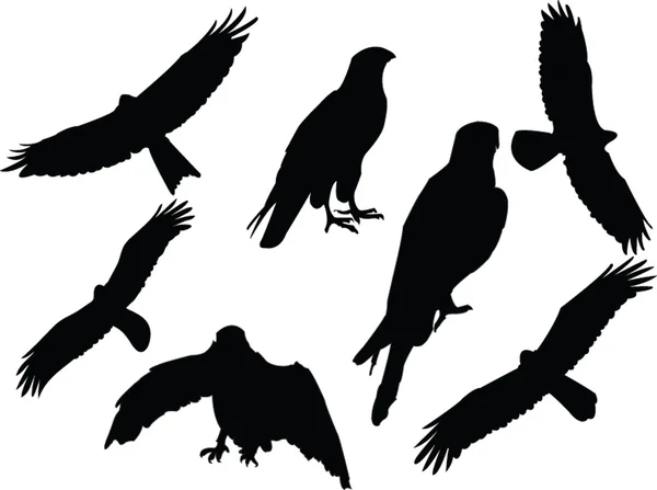 Silhueta de coleção de falcões —  Vetores de Stock