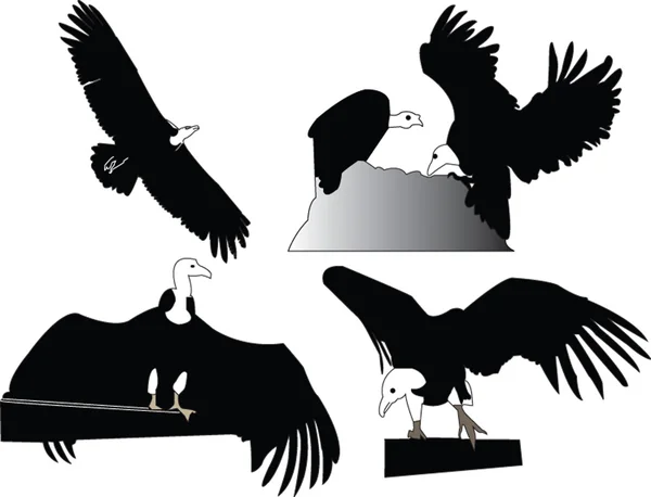 Blizzard head eagle collection — Stock Vector
