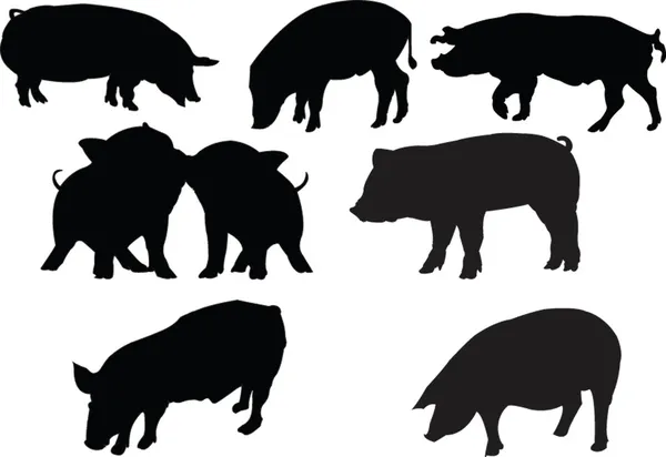 Collecte de porcs — Image vectorielle