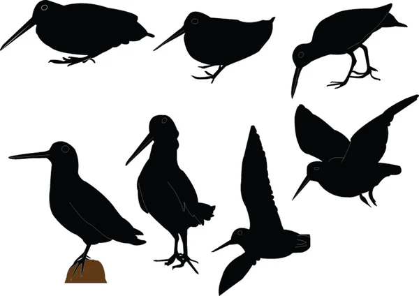 Woodcock ilustración — Vector de stock