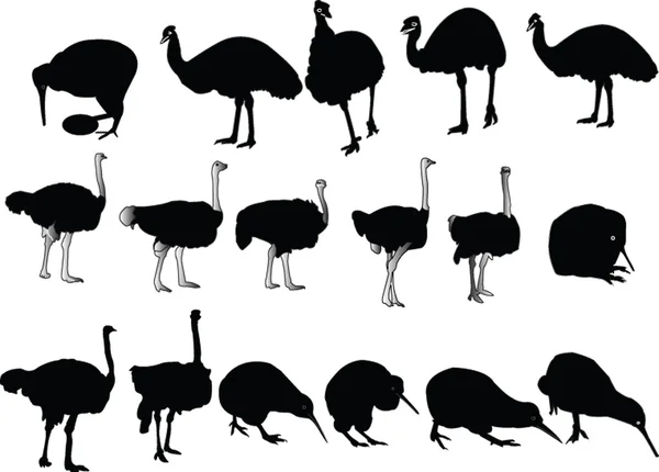 スプリンターの鳥のコレクション — ストックベクタ