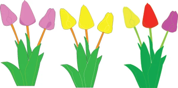 Tulip illustration — Stock vektor