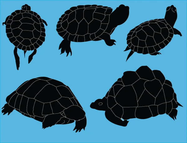 Collection d'illustrations des tortues — Image vectorielle