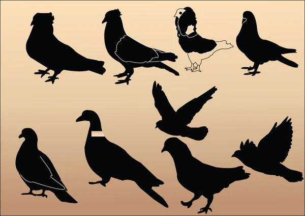 Güvercinler koleksiyonu — Stok Vektör