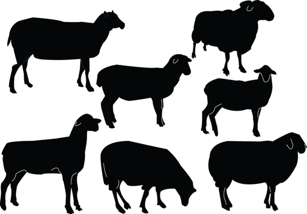 Колекція овець — стоковий вектор