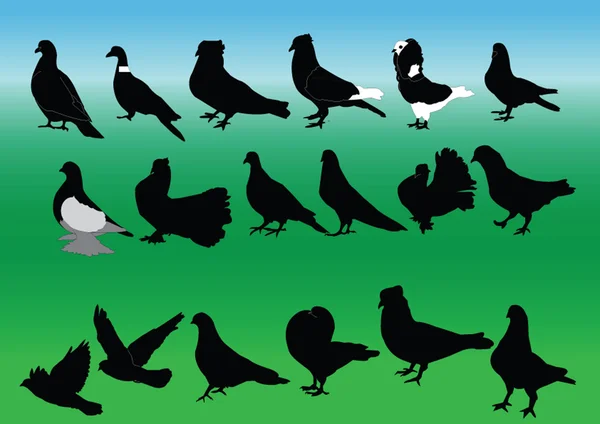 Коллекция голубей — стоковый вектор