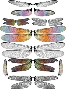 Dragonfly Wings clipart