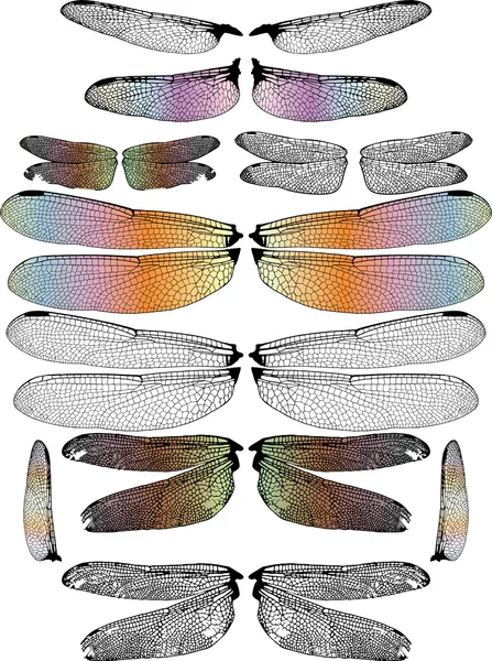 Dragonfly Wings — Stock Vector