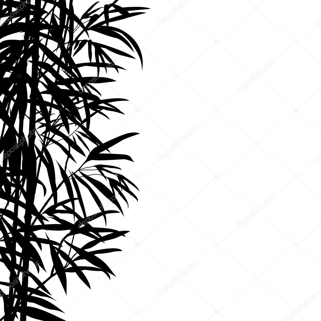 Bamboo on white background