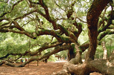 Angel Oak near Charleston, SC clipart