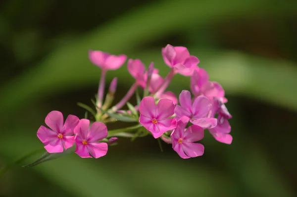 Stock image Pink Flowers