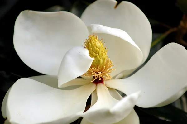 Stock image White Flower