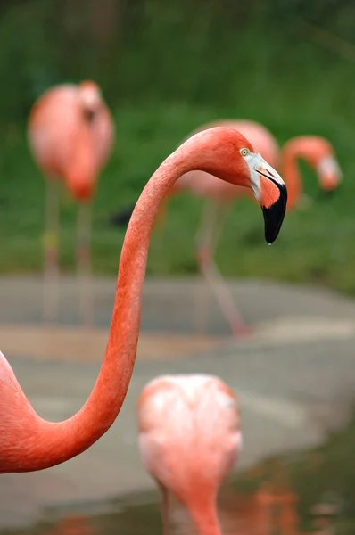 stock image Pink Flamingos