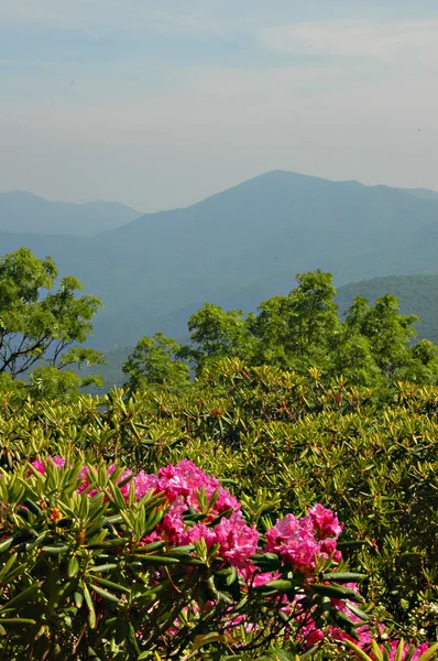 Rhododendron i NC-fjellene – stockfoto