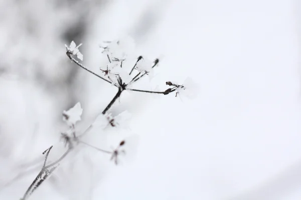 Karda çimen — Stok fotoğraf