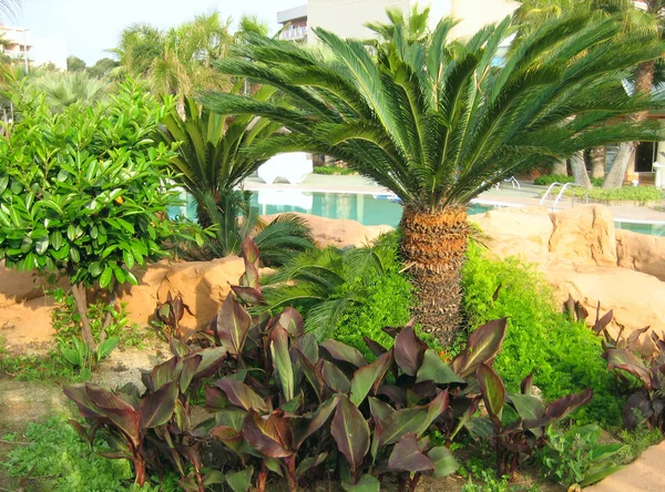 Havuz kenarında palmiye — Stok fotoğraf