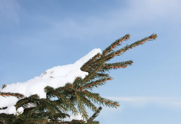 Karda çam fidanı — Stok fotoğraf