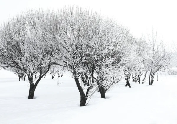 白霜的树木 — 图库照片