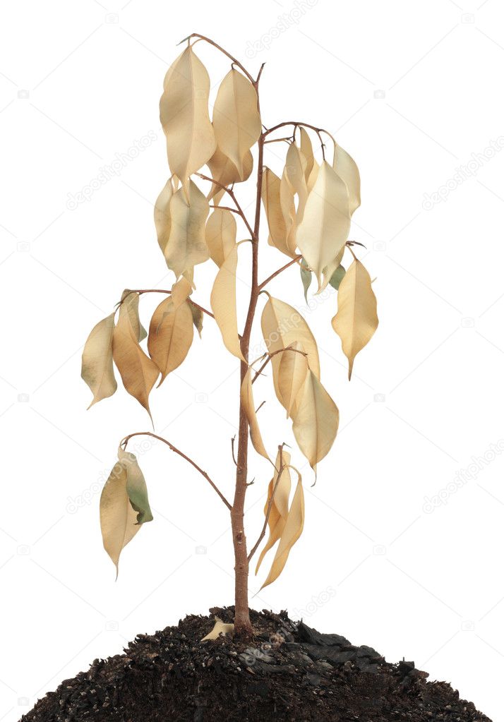 Dried plant