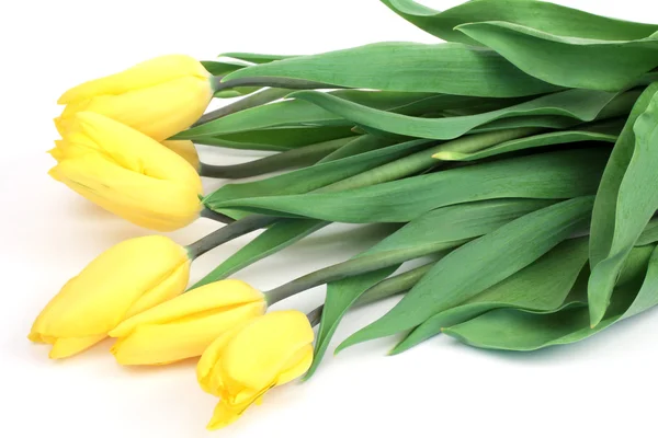 Żółte tulipany Obrazek Stockowy