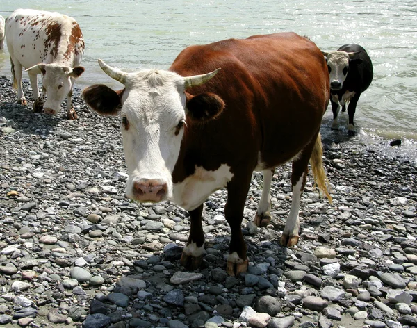Vaca marrón Fotos de stock libres de derechos