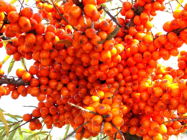 stock image Sea-buckthorn berries