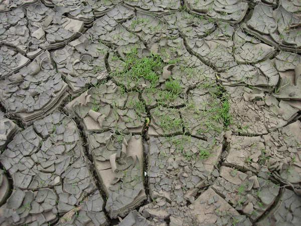 stock image The grass which is making the way throug