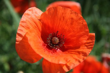 Red poppy clipart