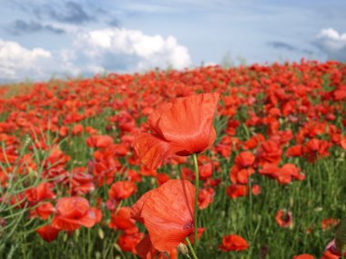 Field of poppies clipart