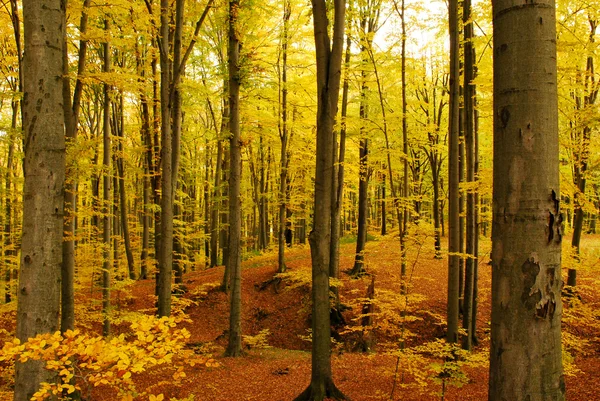 在秋季森林 — 图库照片