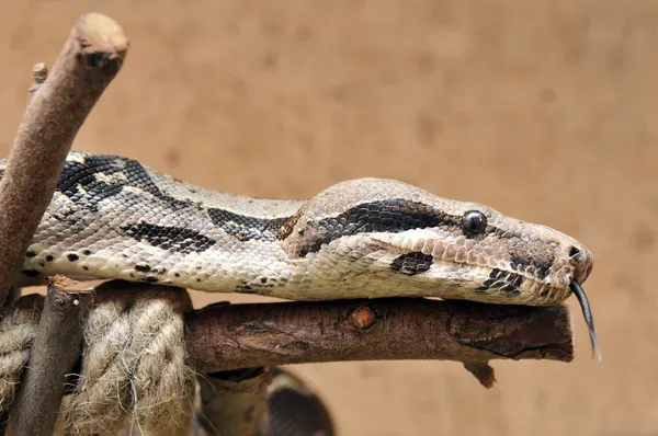 stock image Boa cobstrictor