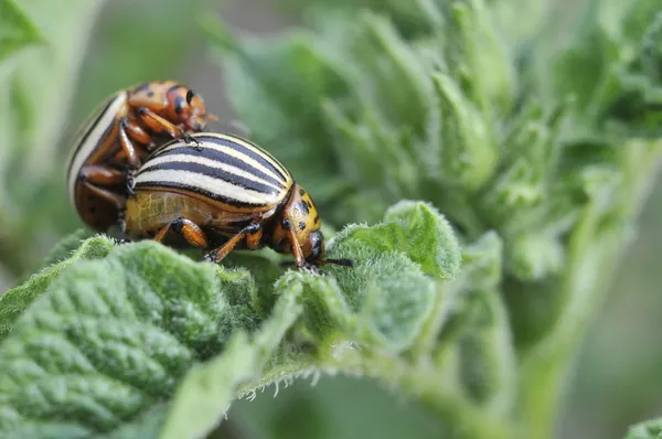 stock image Colorado potato beetle