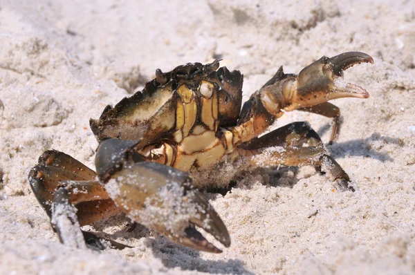 stock image Crab