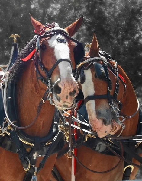 Пара лошадей — стоковое фото