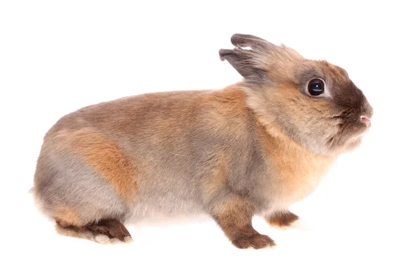 Küçük tavşan. — Stok fotoğraf