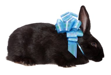 Black rabbit with a bow.