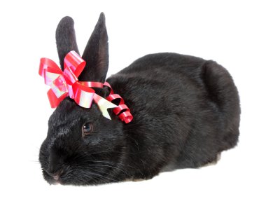 Black rabbit with red a bow. clipart