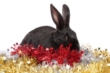 Black rabbit in a tinsel, isolated. clipart