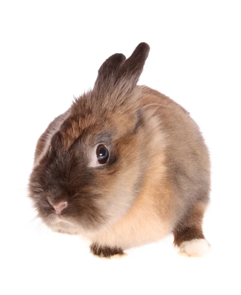 Malý králík. — Stock fotografie